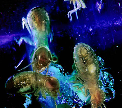 Nursing2001 cover illustration: A Look InsideA view of the head through layers of bone, arteries, veins and to the brain itself.