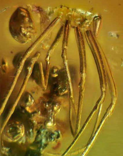 amber spider long legs